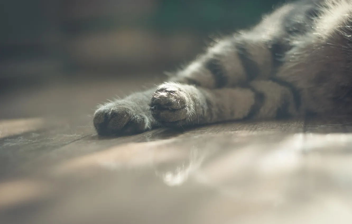 Photo wallpaper cat, legs, paws, wool