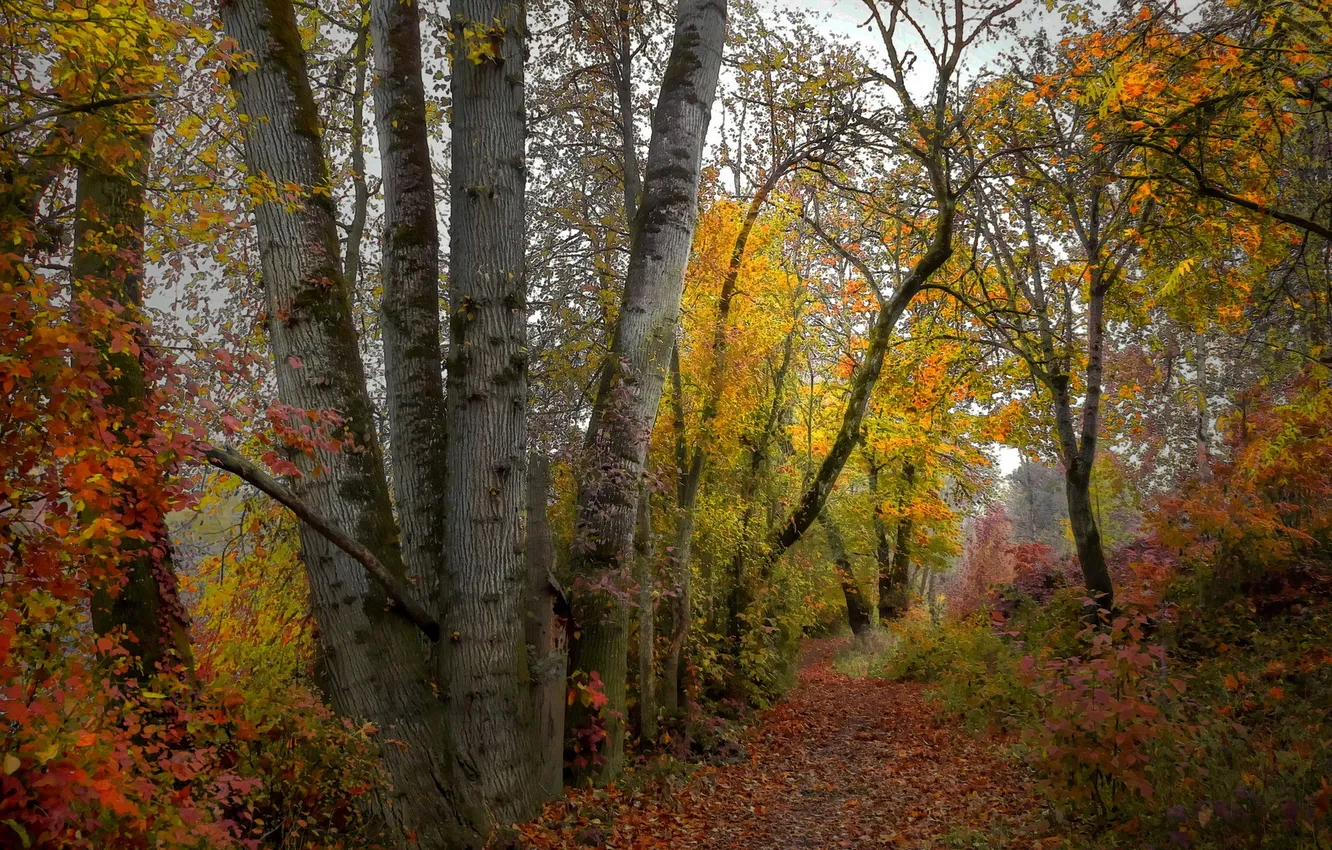 Photo wallpaper forest, landscape, nature