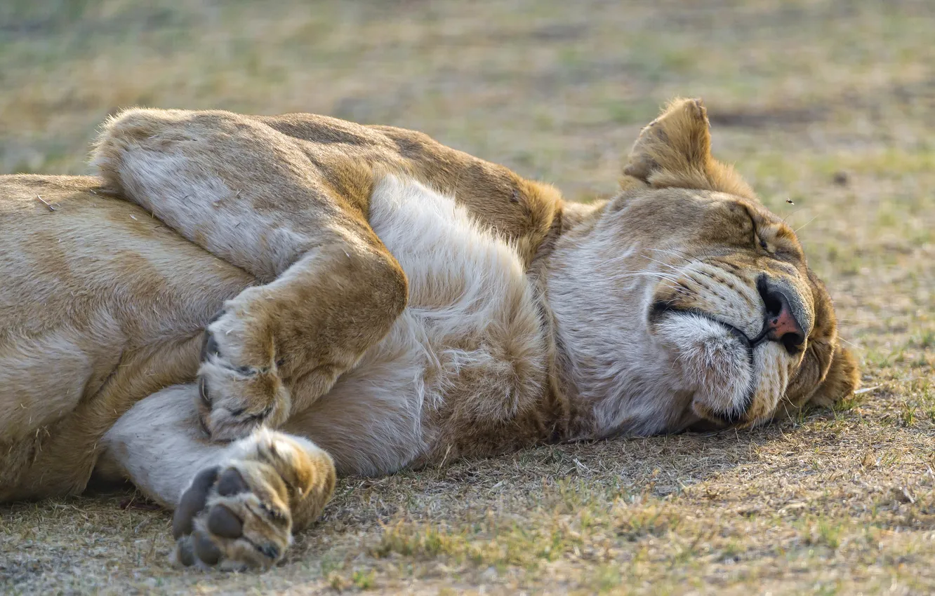 Photo wallpaper cat, stay, sleep, lioness, ©Tambako The Jaguar