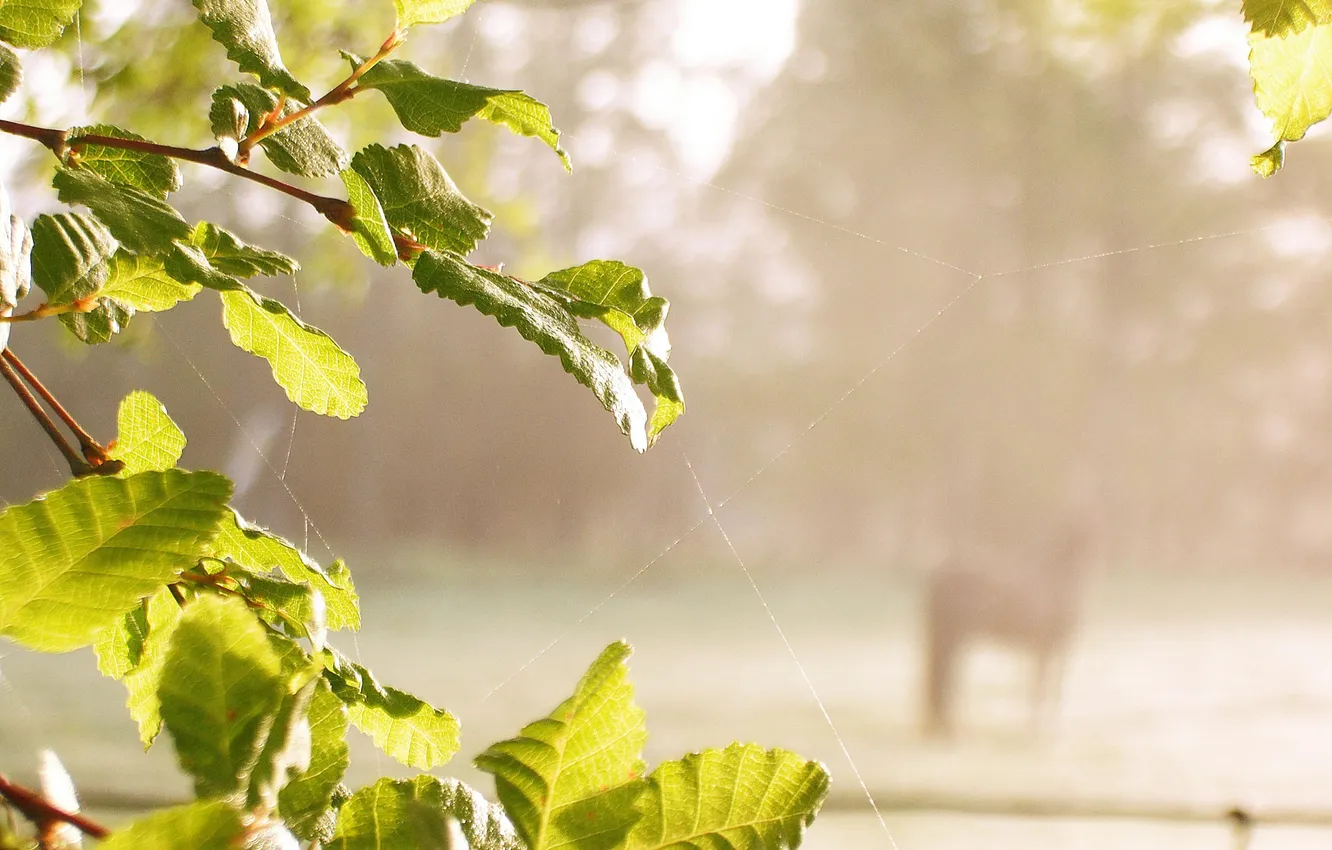 Photo wallpaper summer, leaves, macro, nature, green, web, day