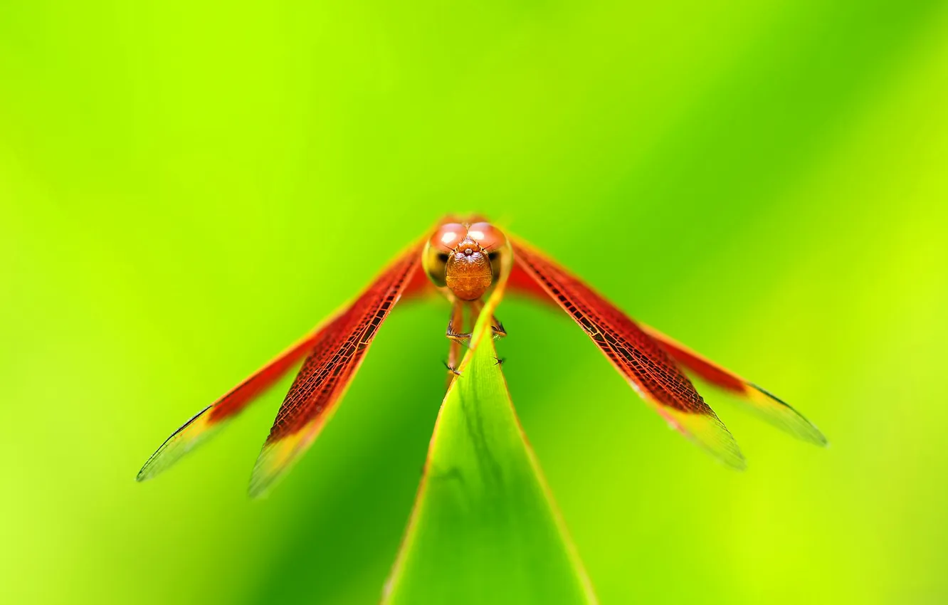 Photo wallpaper eyes, plant, wings, head, dragonfly, insect