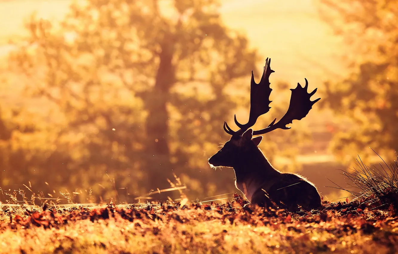 Photo wallpaper nature, deer, morning