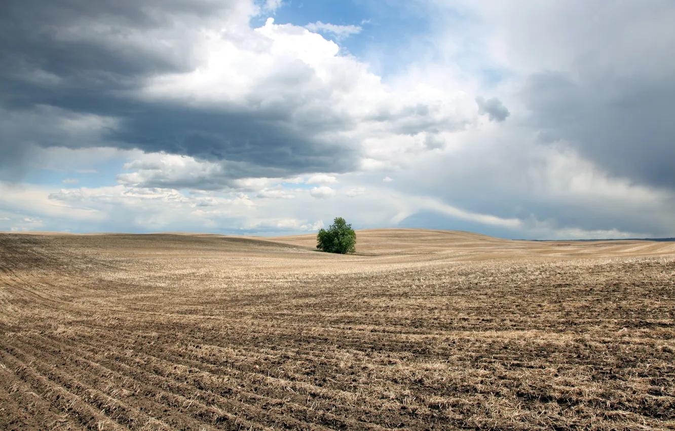 Photo wallpaper field, the sky, landscape, the bushes