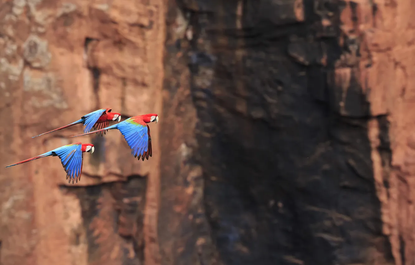 Photo wallpaper flight, nature, rocks, bird, parrot, Ara