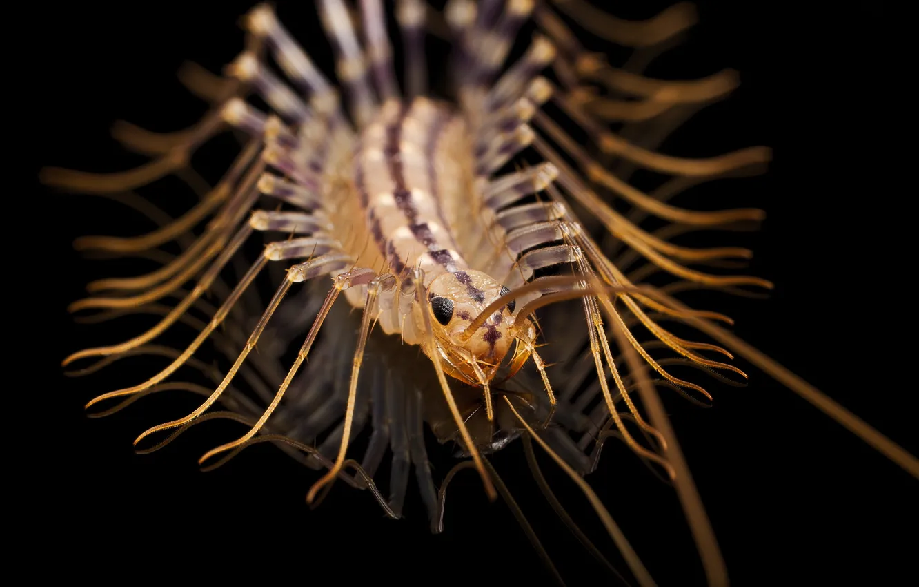 Photo wallpaper macro, background, centipede