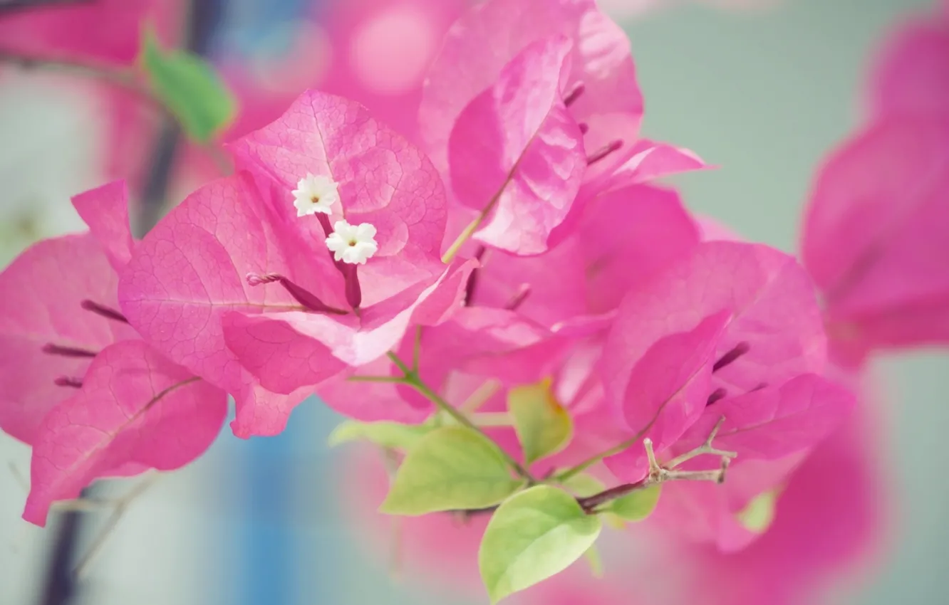 Photo wallpaper flowers, pink, macro, bougainvillea