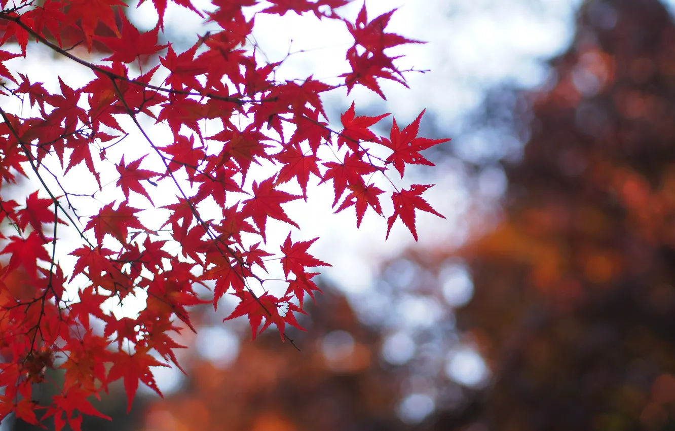Photo wallpaper autumn, leaves, macro, branches, nature, glare, Tree, blur