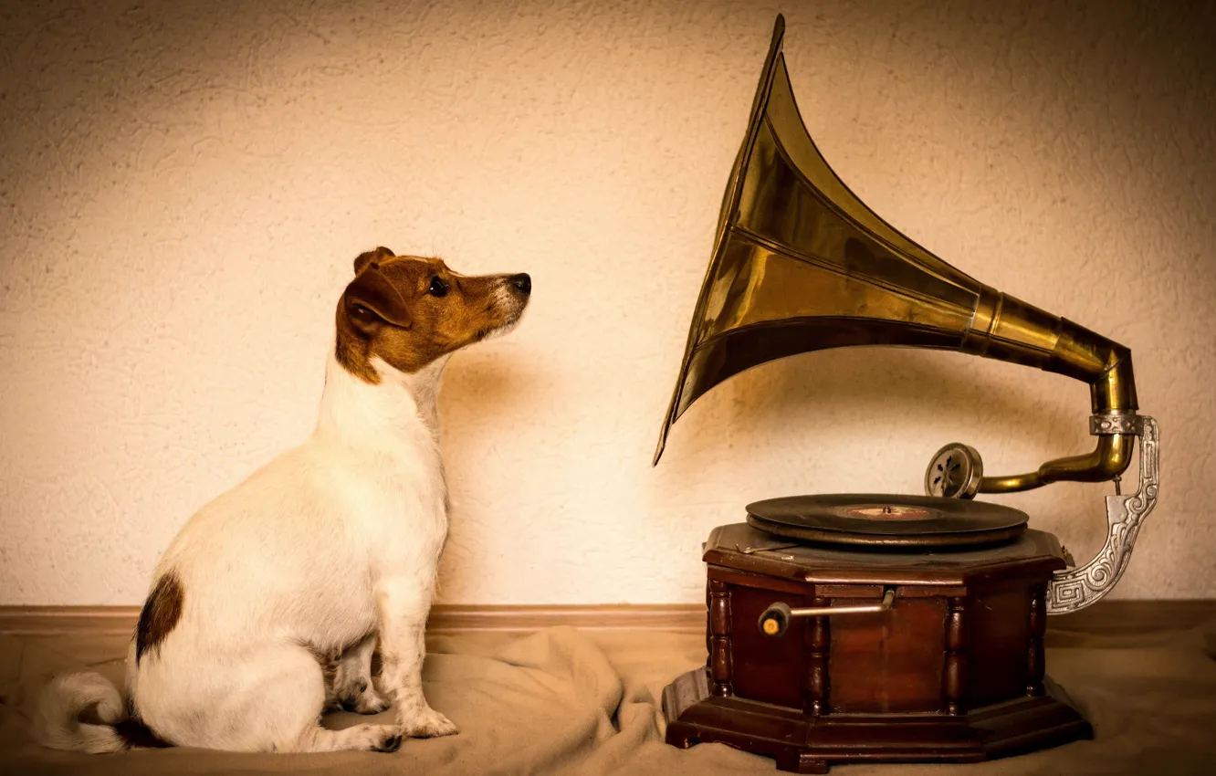 Photo wallpaper dog, gramophone, Jack Russell Terrier