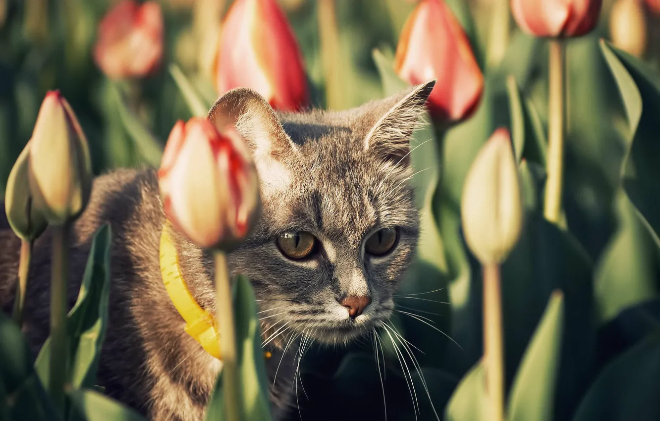 Photo wallpaper cat, the sun, tulips