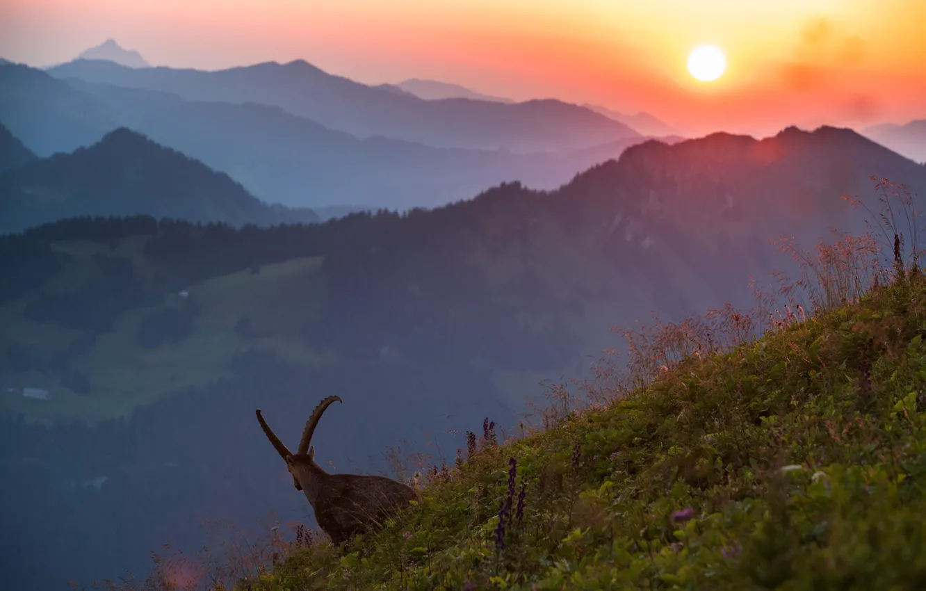 Photo wallpaper sunset, mountains, goat, mountain goat