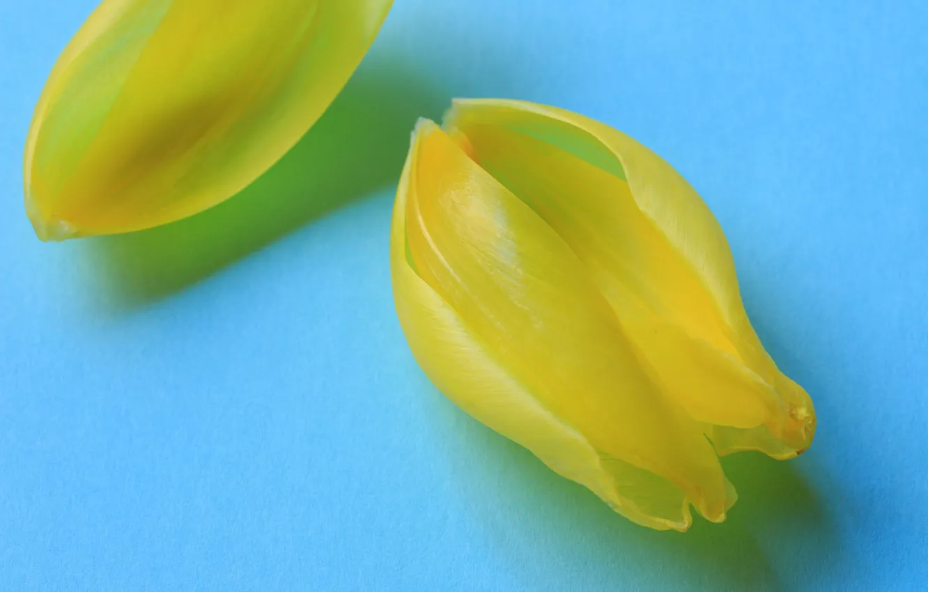 Photo wallpaper paint, petals, tulips