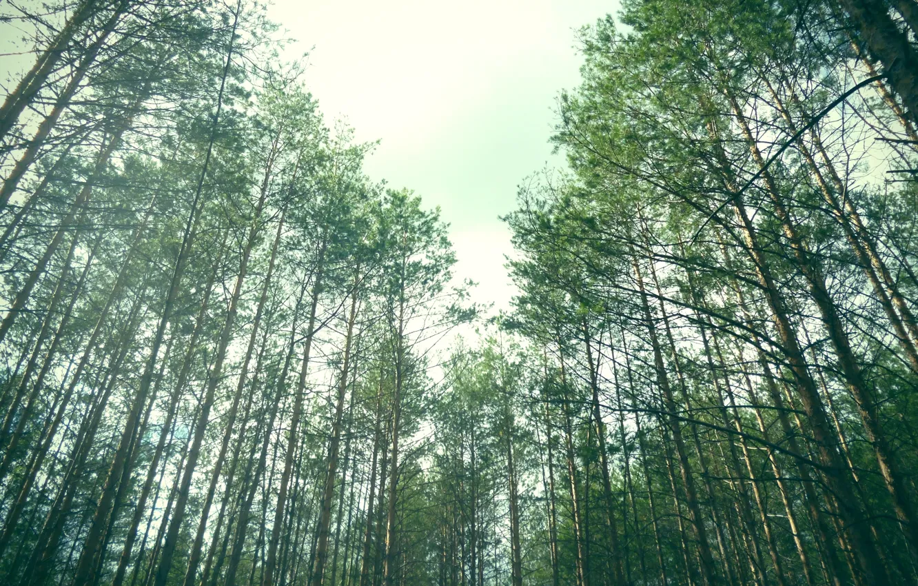 Photo wallpaper forest, summer, green, pine
