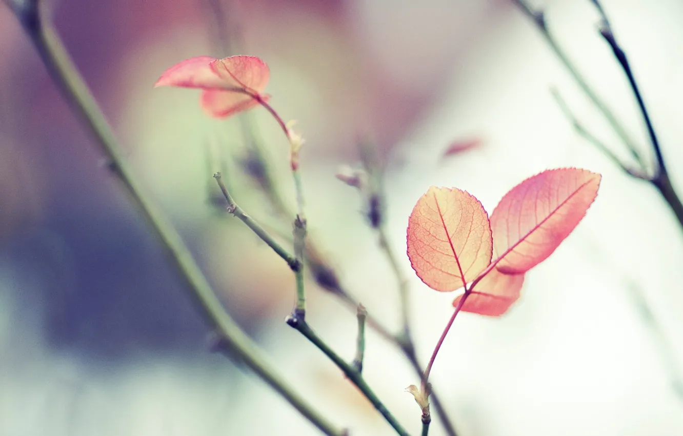 Photo wallpaper leaves, branches, focus, Vaughn