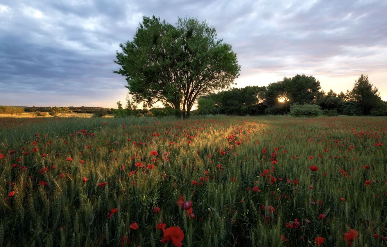 Photo wallpaper field, trees, flowers, Maki, poppy field