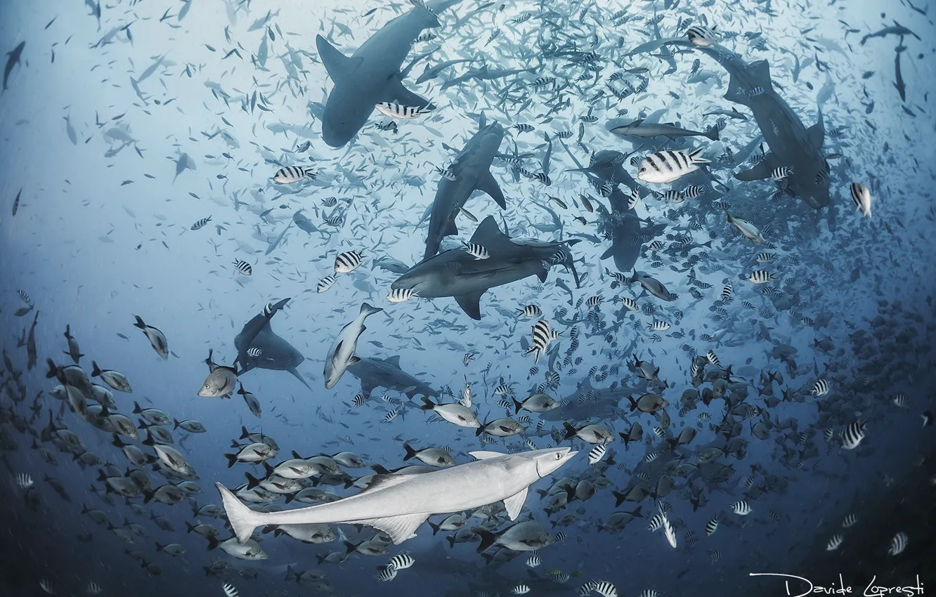 Photo wallpaper sea, the ocean, fish, shark, sharks, underwater world