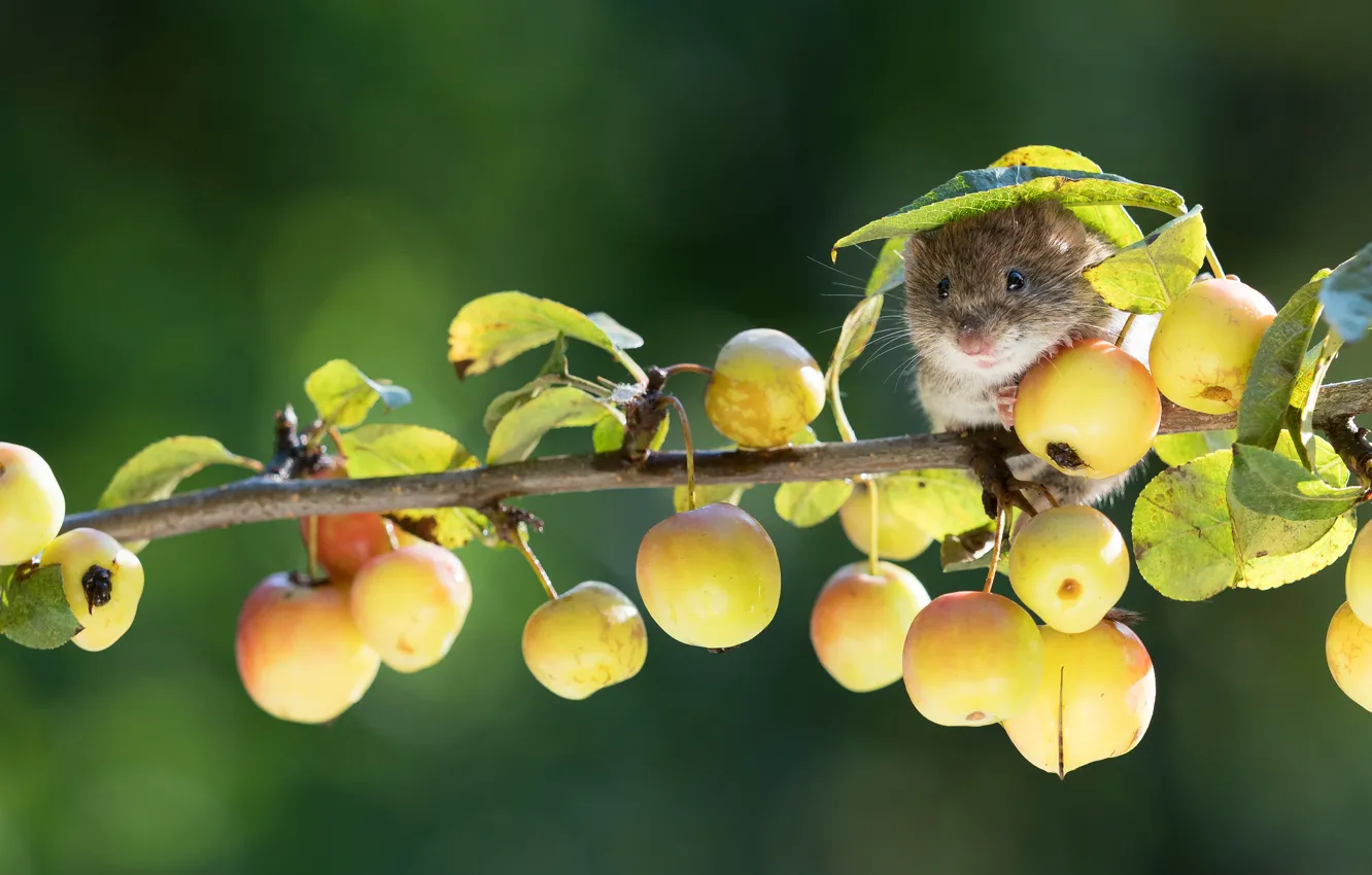 Photo wallpaper leaves, apples, leaf, branch, yellow, mouse, mouse, fruit