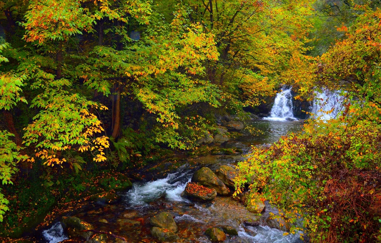 Photo wallpaper autumn, forest, trees, nature, stones, waterfall, colors, forest