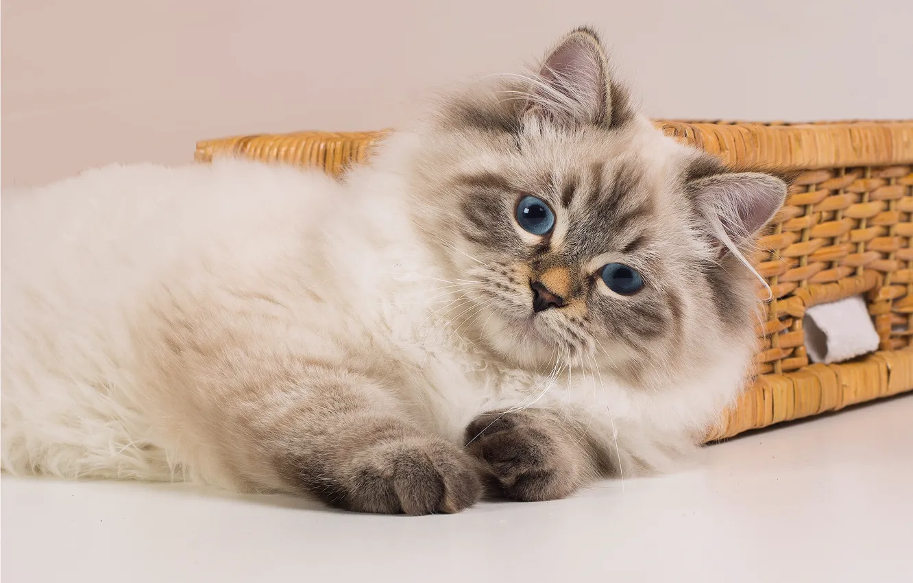 Photo wallpaper cat, look, blue eyes, color-point, Siberian cat, The Neva masquerade cat