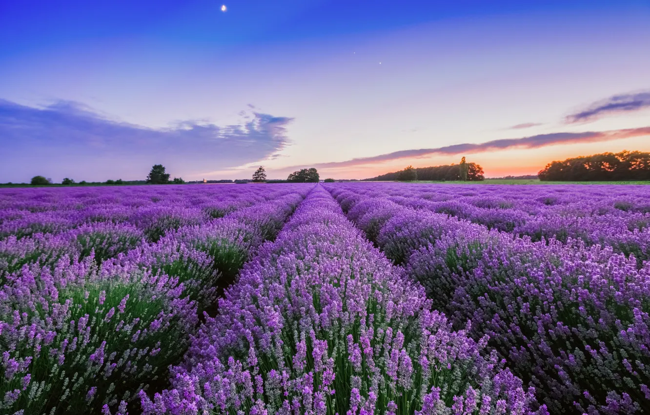 Photo wallpaper field, the moon, morning, lavender