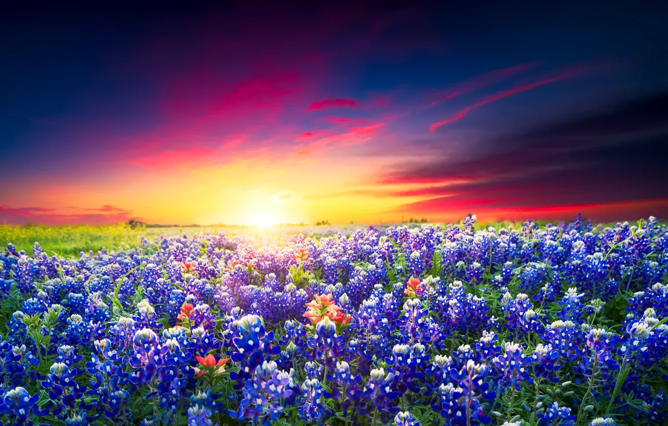 Photo wallpaper field, summer, the sky, sunset, flowers, meadow, bright, lupins