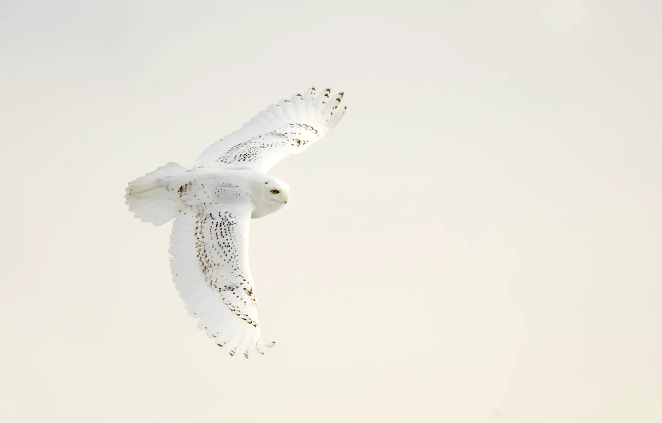 Photo wallpaper white, wings, snowy owl, open wings