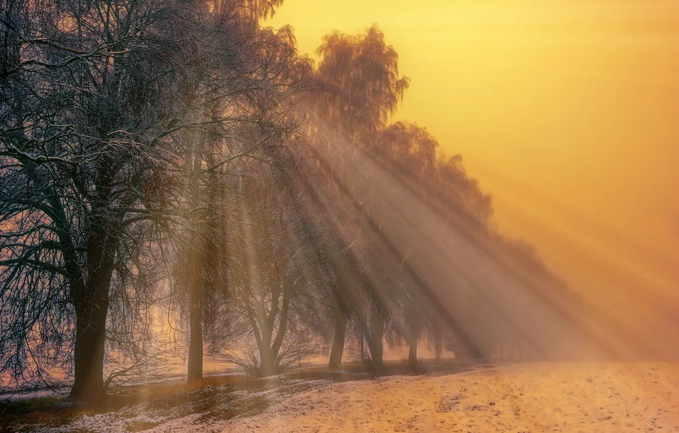 Photo wallpaper winter, forest, trees, nature, Park, the sun's rays