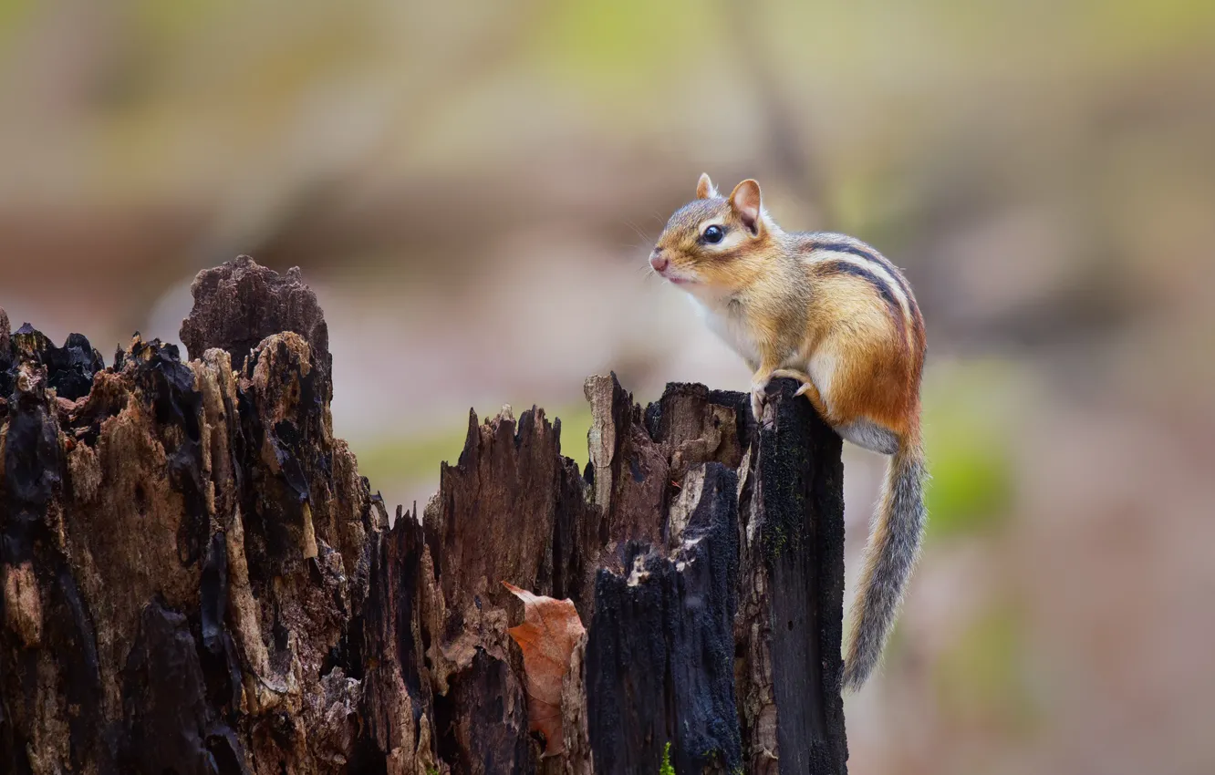 Photo wallpaper nature, stump, Chipmunk, animal, rodent