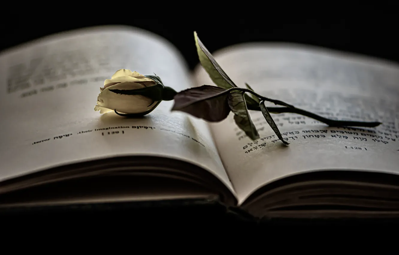 Photo wallpaper rose, book, white, black background