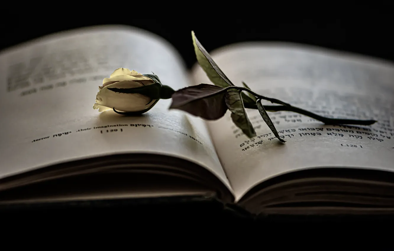 Photo wallpaper white, roses, book, black background