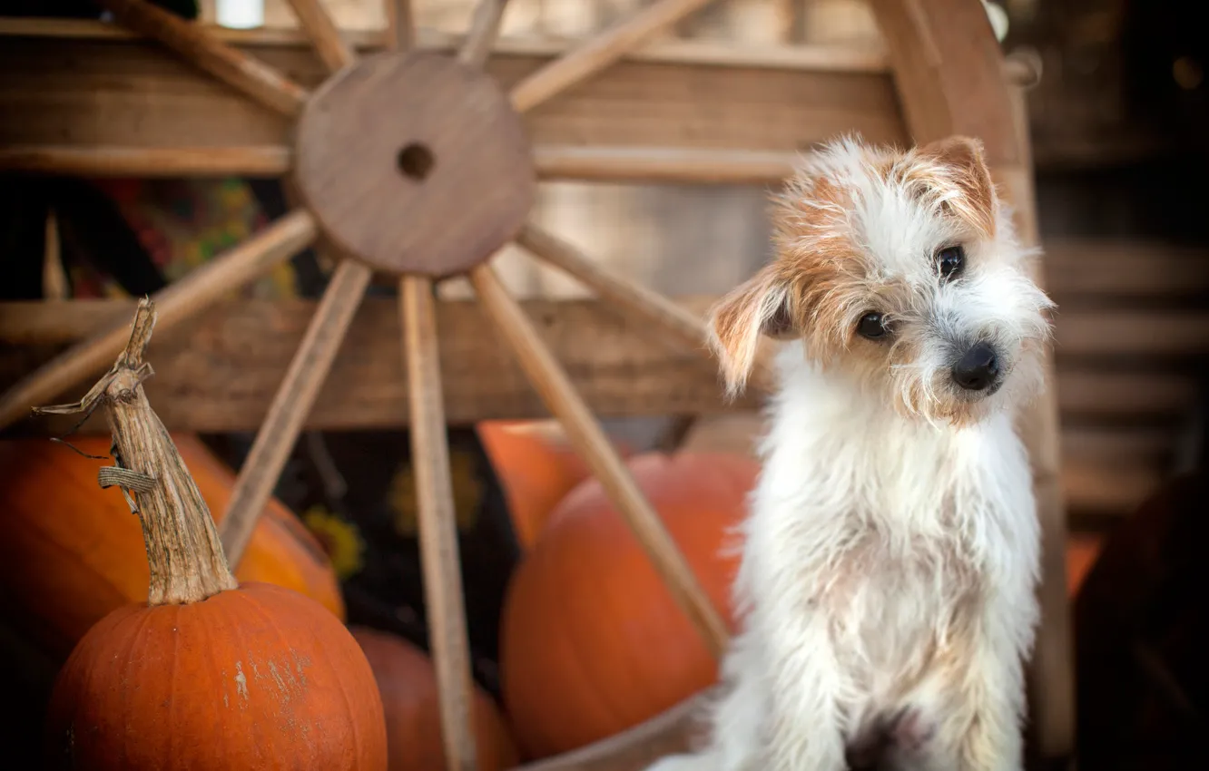 Photo wallpaper wheel, pumpkin, doggie, dog