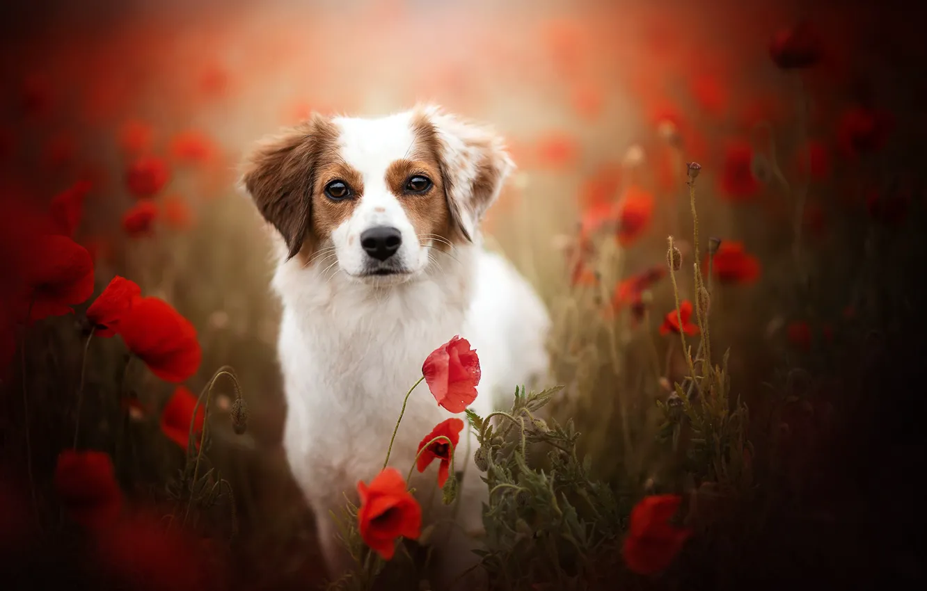 Photo wallpaper look, face, flowers, Maki, dog, bokeh, kooikerhondje