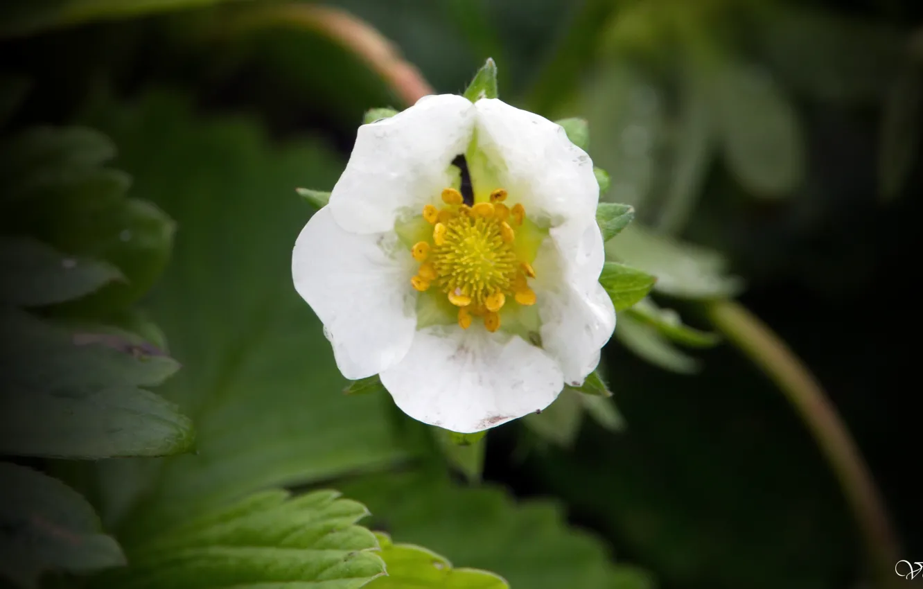 Photo wallpaper flowers, spring, beautiful