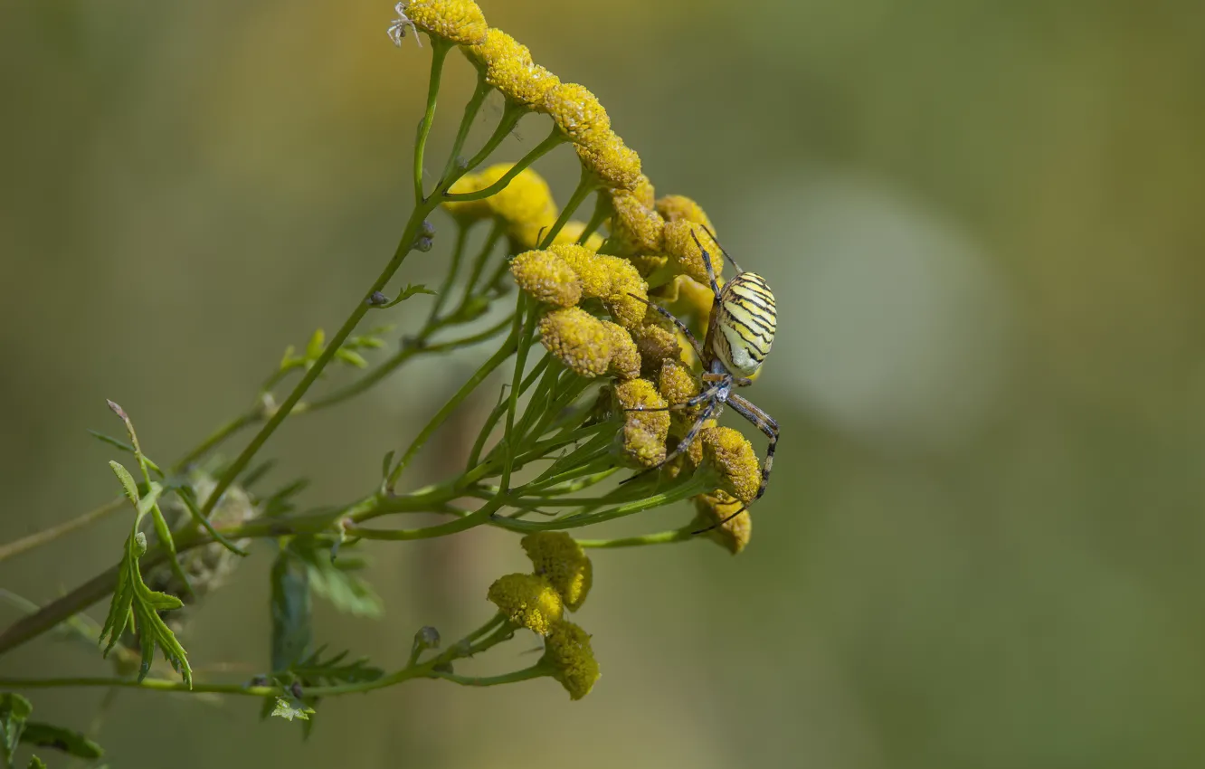 Photo wallpaper summer, macro, flowers, spider