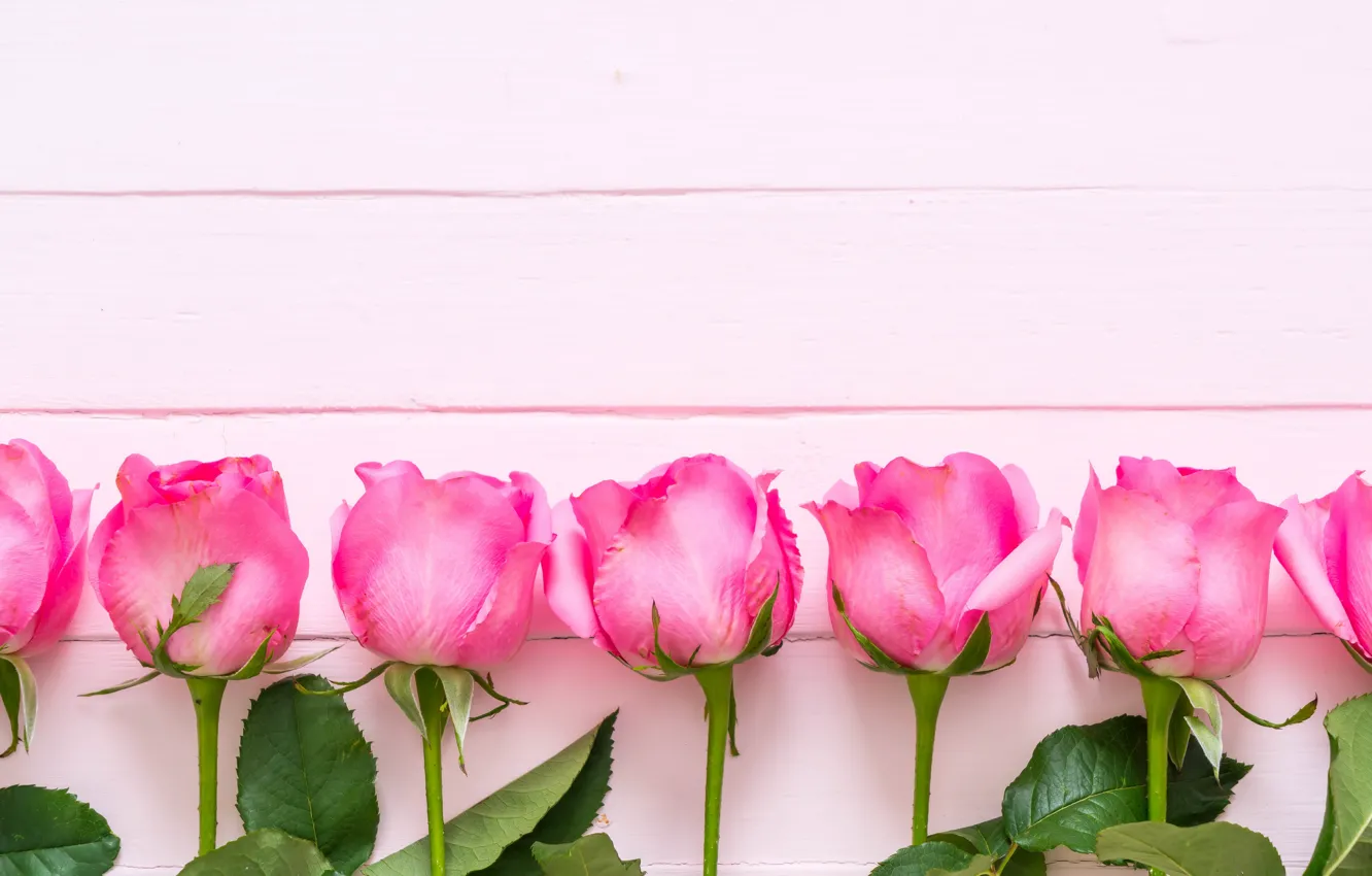 Photo wallpaper flowers, roses, pink, fresh, wood, pink, flowers, roses