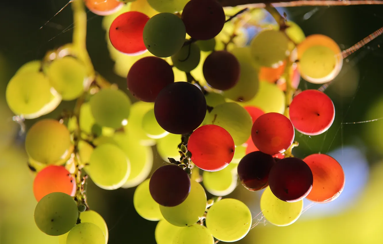 Photo wallpaper light, web, fruit, grapes, bunch, different, hanging