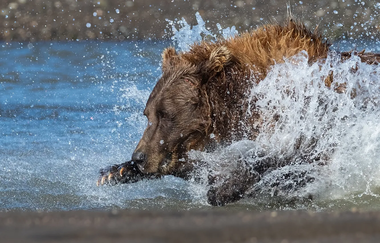 Photo wallpaper water, squirt, river, predator, bear, running, beast, side