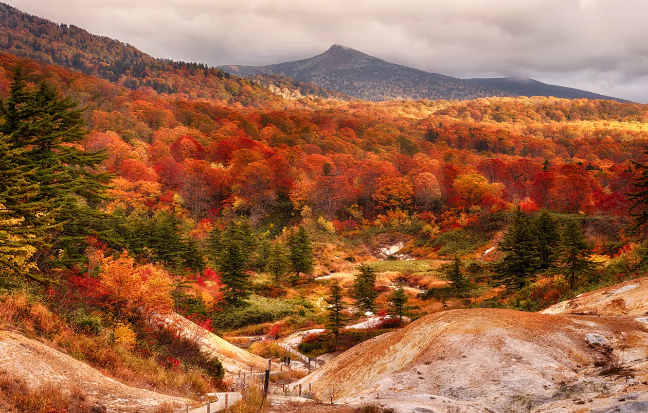 Photo wallpaper autumn, forest, Japan, beech, Akita Prefecture, shirakami mountains