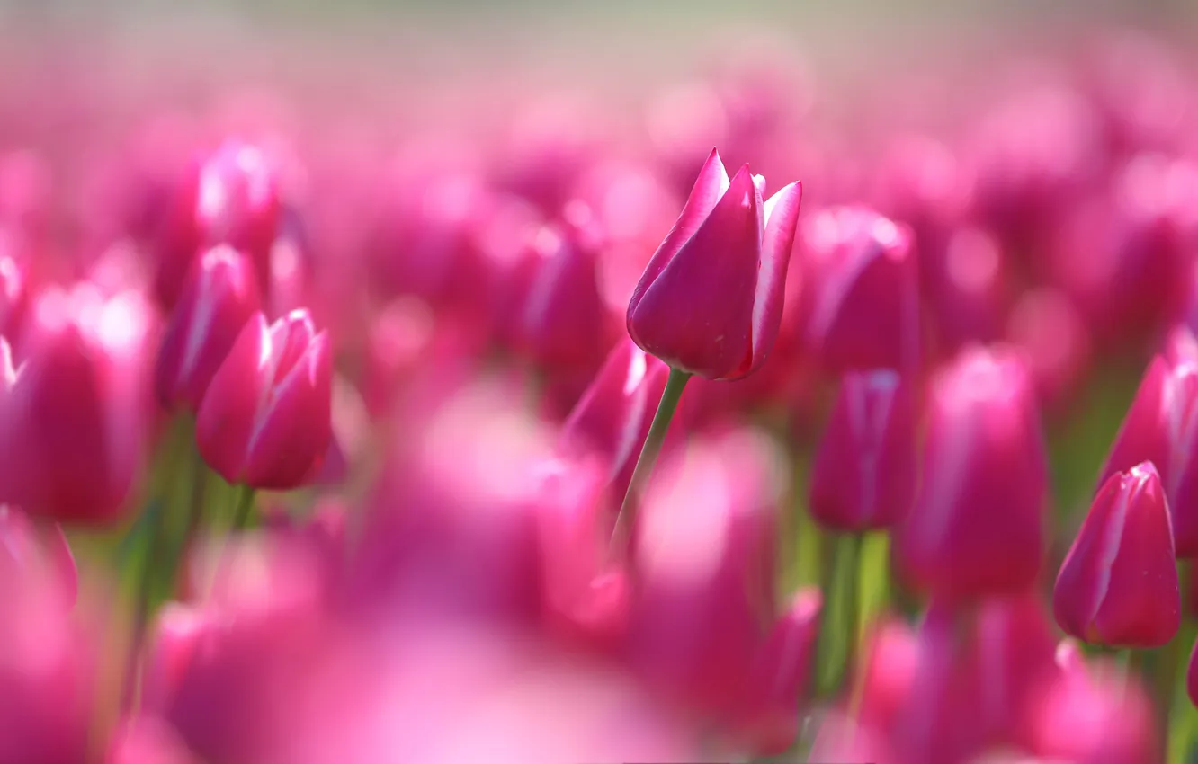 Photo wallpaper sea, flowers, tulips