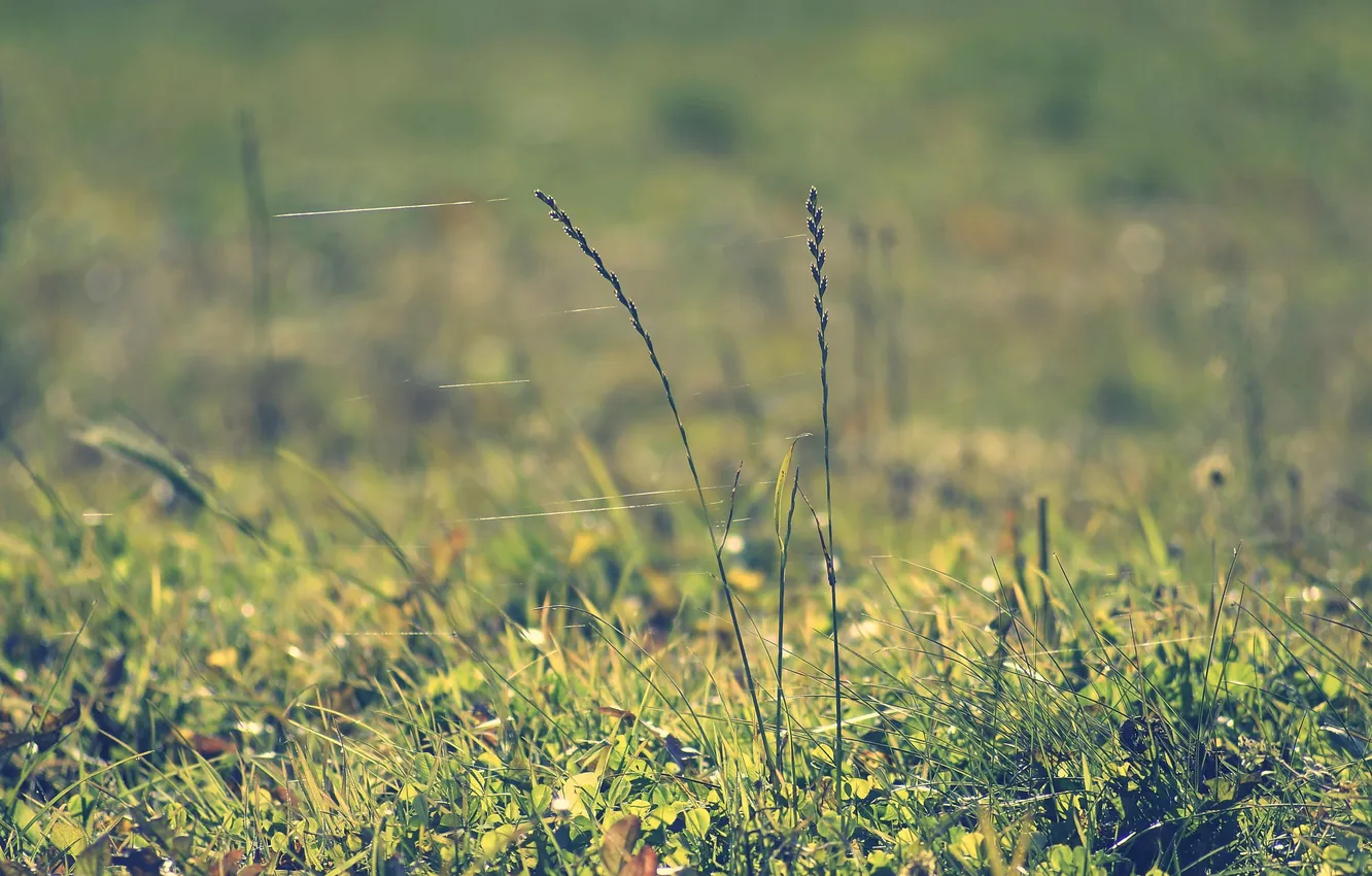 Photo wallpaper greens, grass, macro, web, spikelets