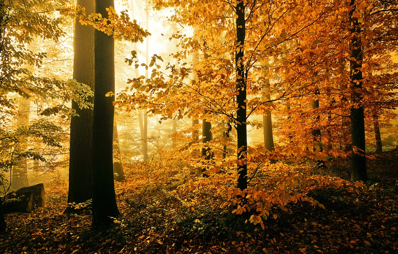 Photo wallpaper autumn, forest, nature, foliage