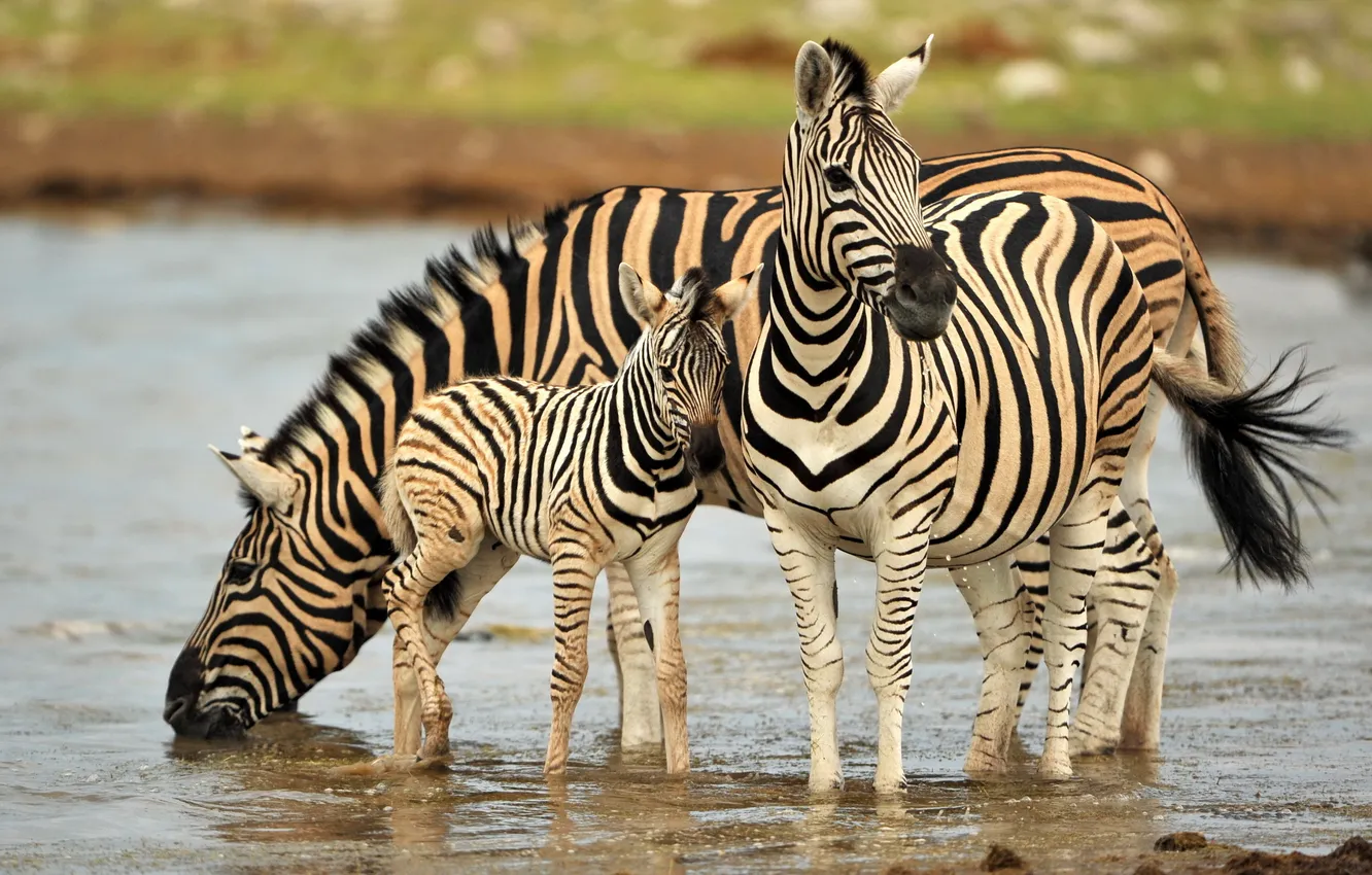 Photo wallpaper nature, Zebra, Namibia