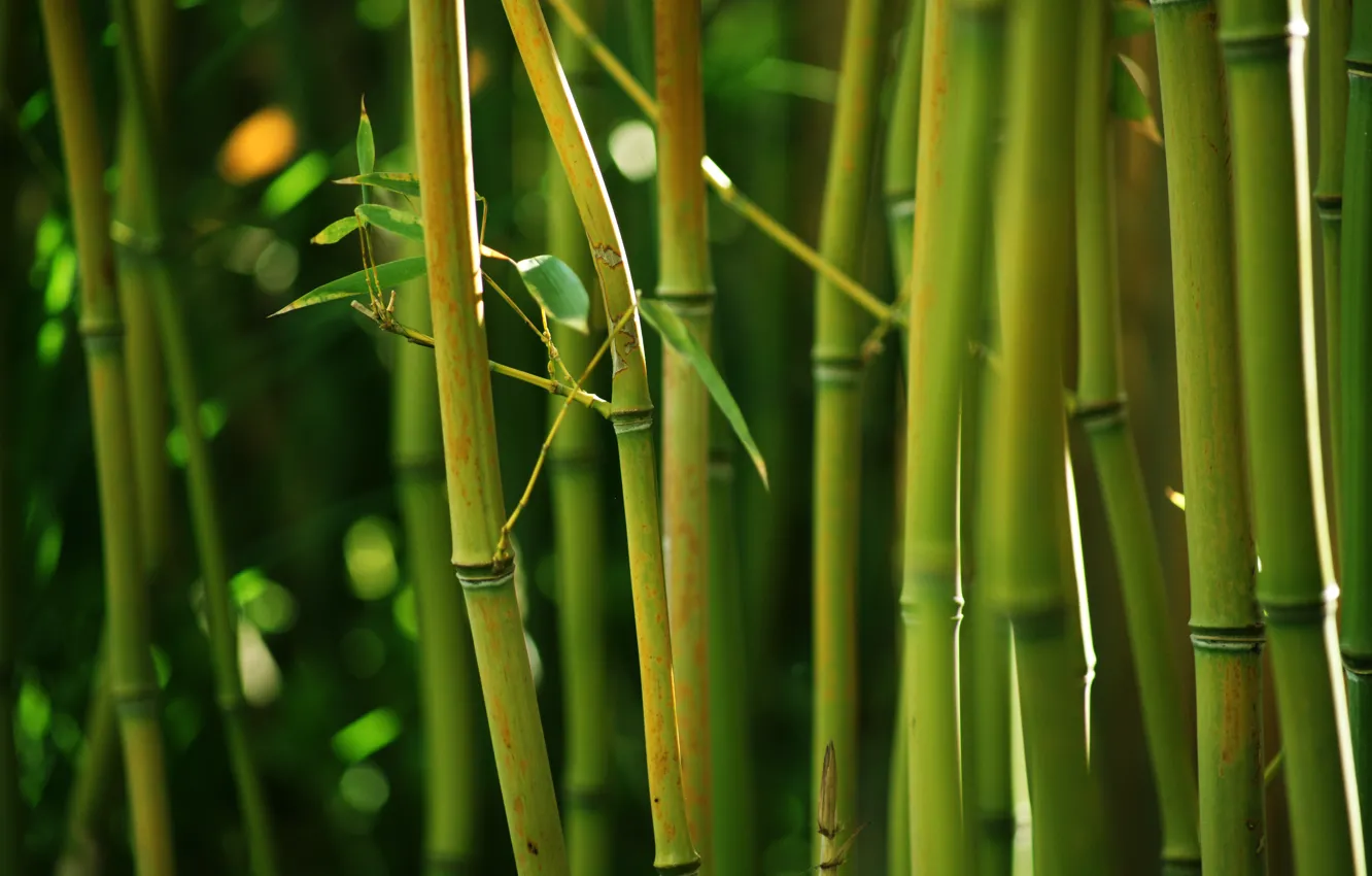 Photo wallpaper nature, green, thickets, stems, bamboo, bamboo