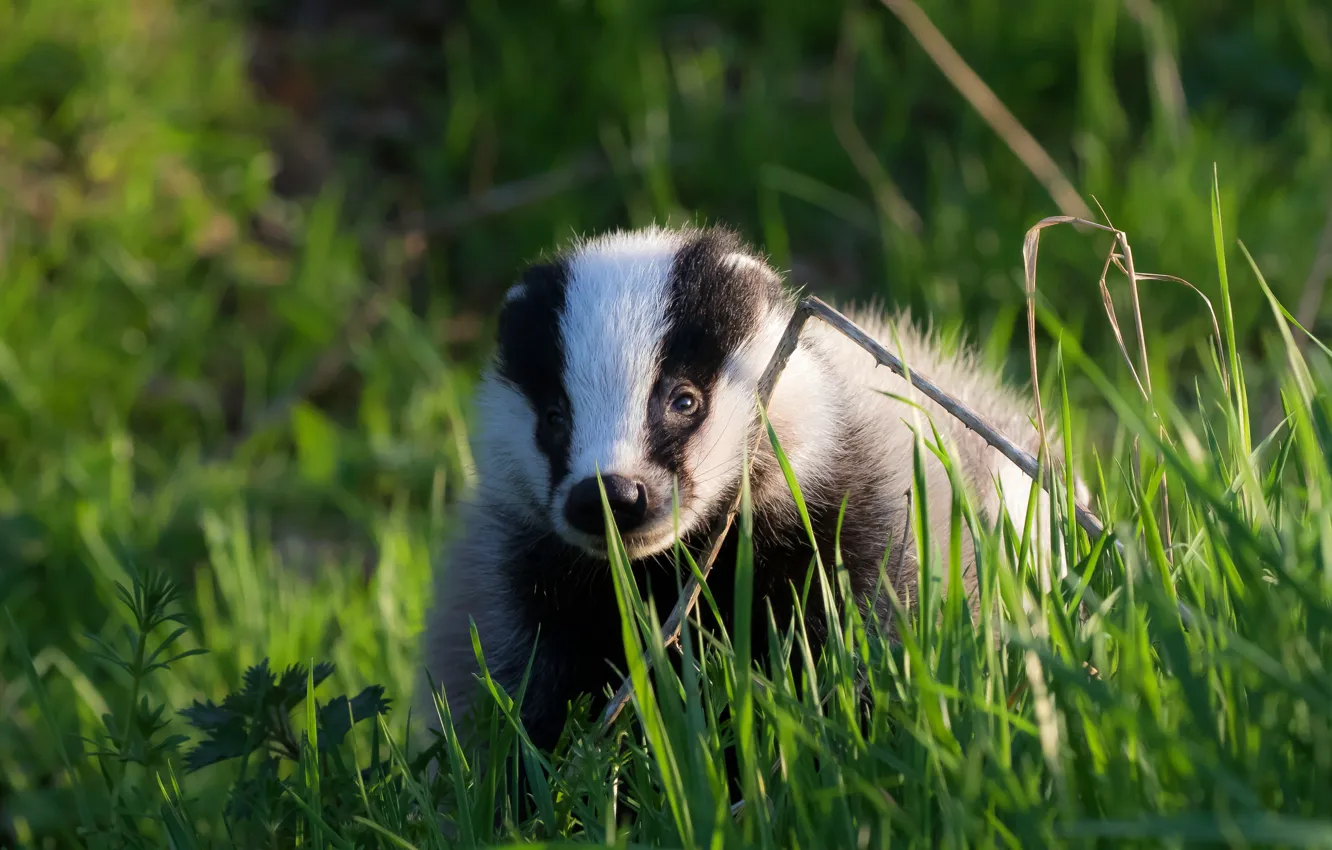 Photo wallpaper greens, grass, nature, background, beast, striped, forest, badger
