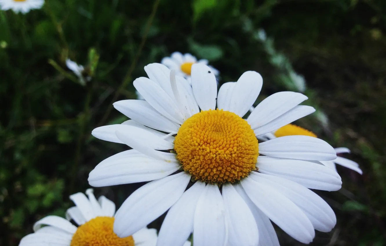 Photo wallpaper flower, beauty, Daisy