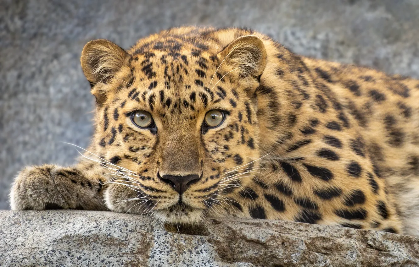 Photo wallpaper look, face, leopard, wild cat