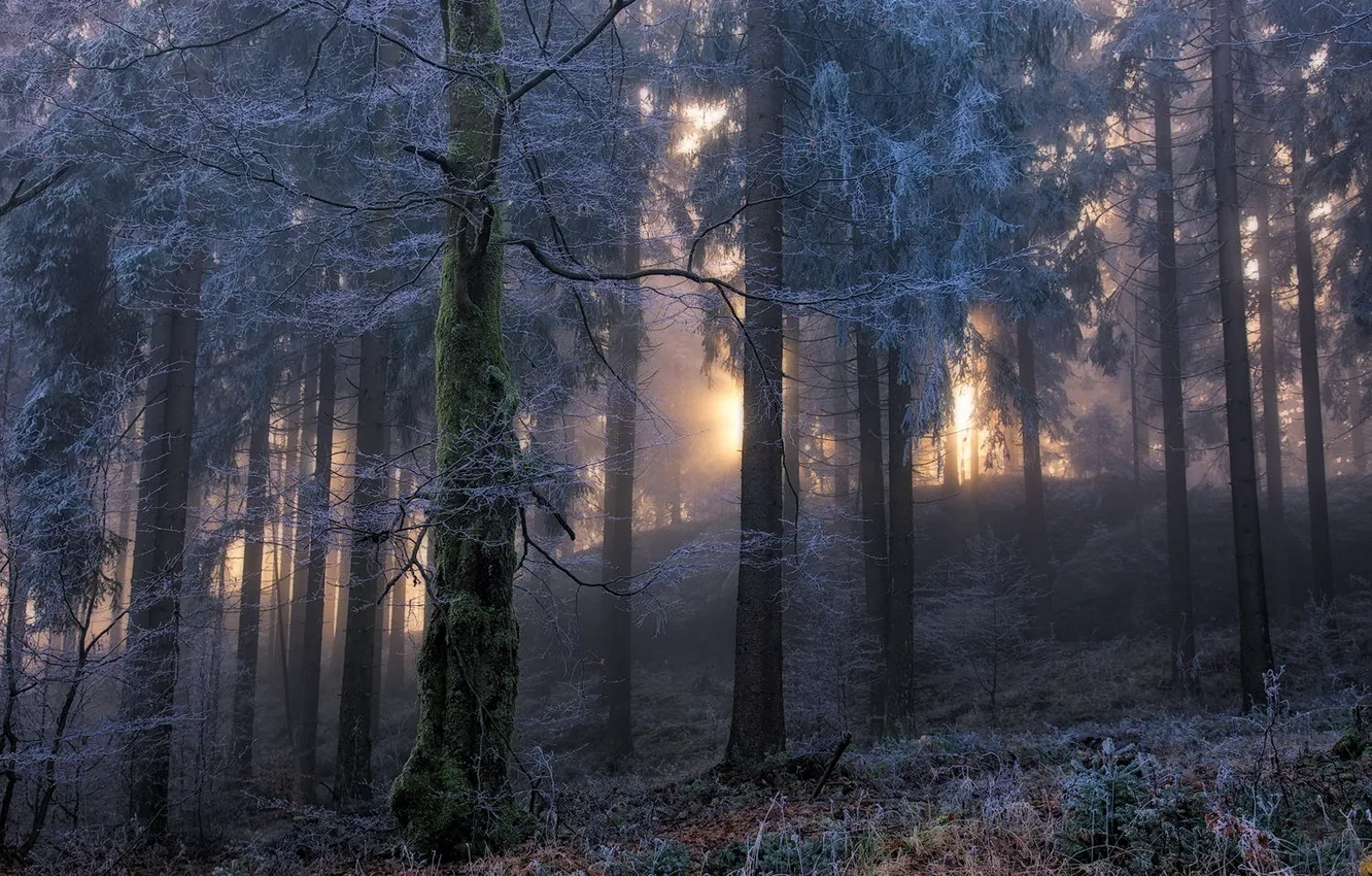 Photo wallpaper winter, frost, forest, grass, the sun, light, snow, trees