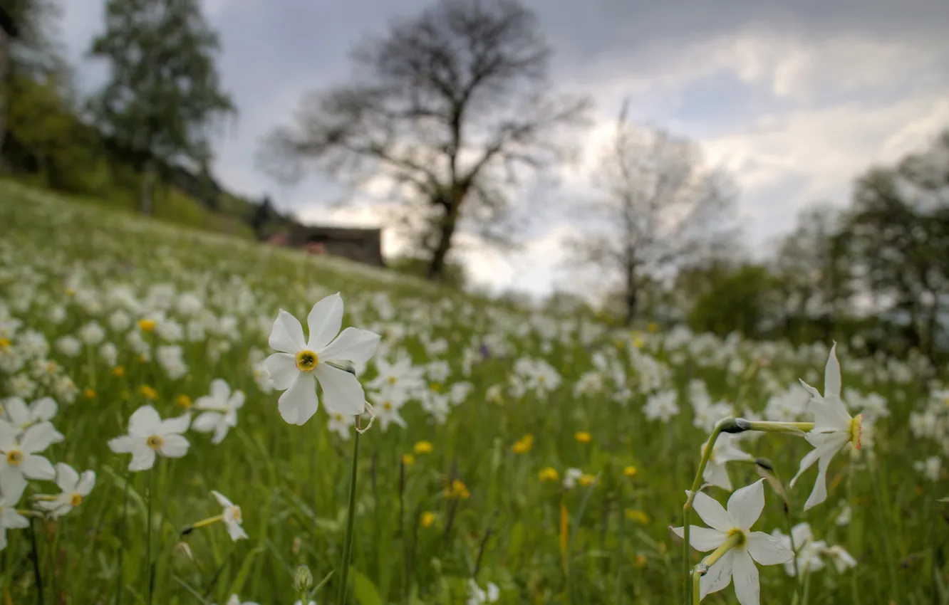Photo wallpaper grass, field, flowers, narcissus, countryside scene