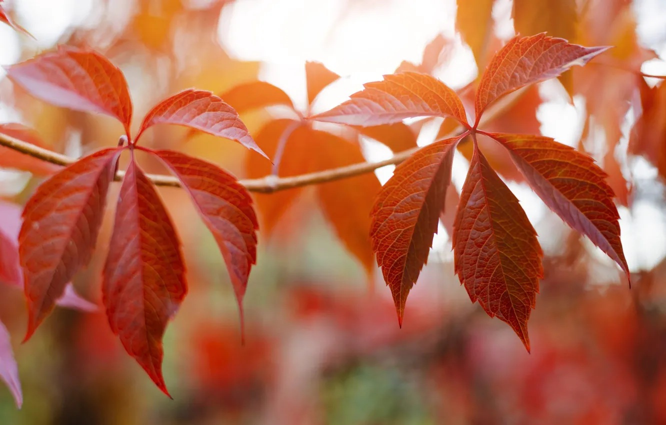 Photo wallpaper autumn, leaves, red, parthenocissus