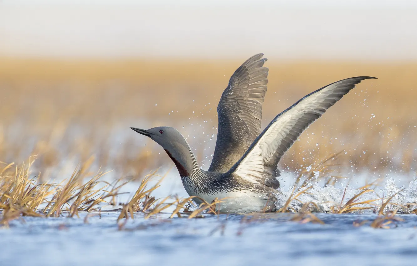 Photo wallpaper grass, wings, lake, bokeh, drops, Red-throated Loon