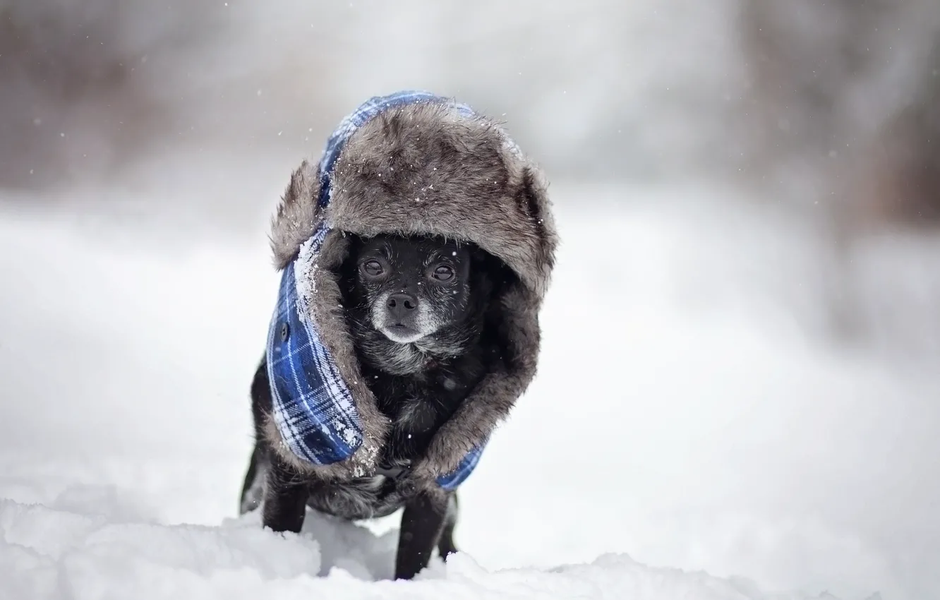 Photo wallpaper winter, dog, hat